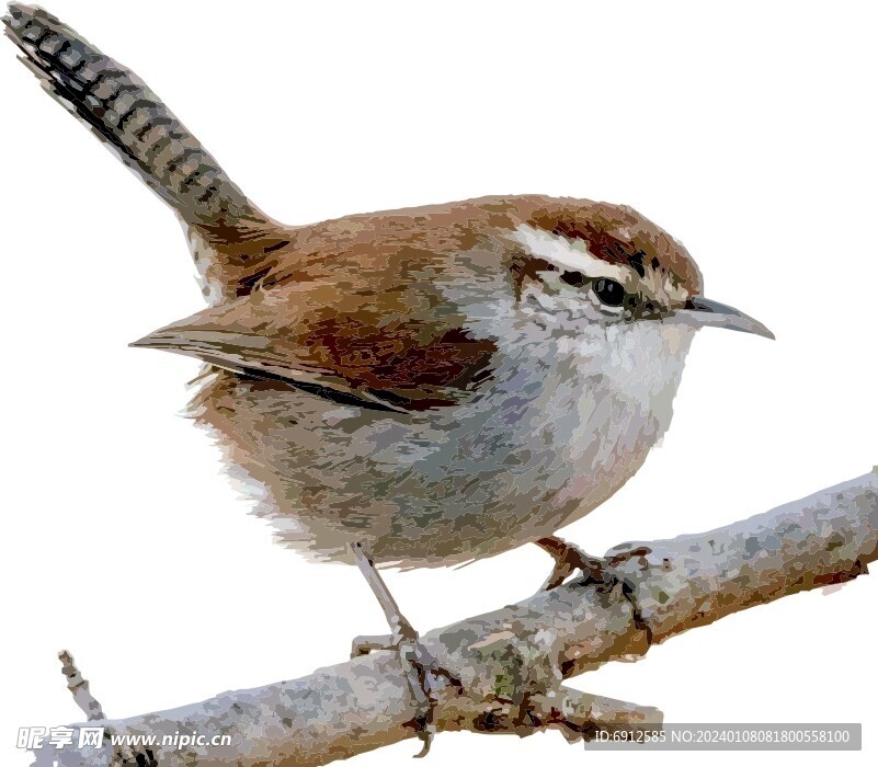 小鸟  动物   矢量图