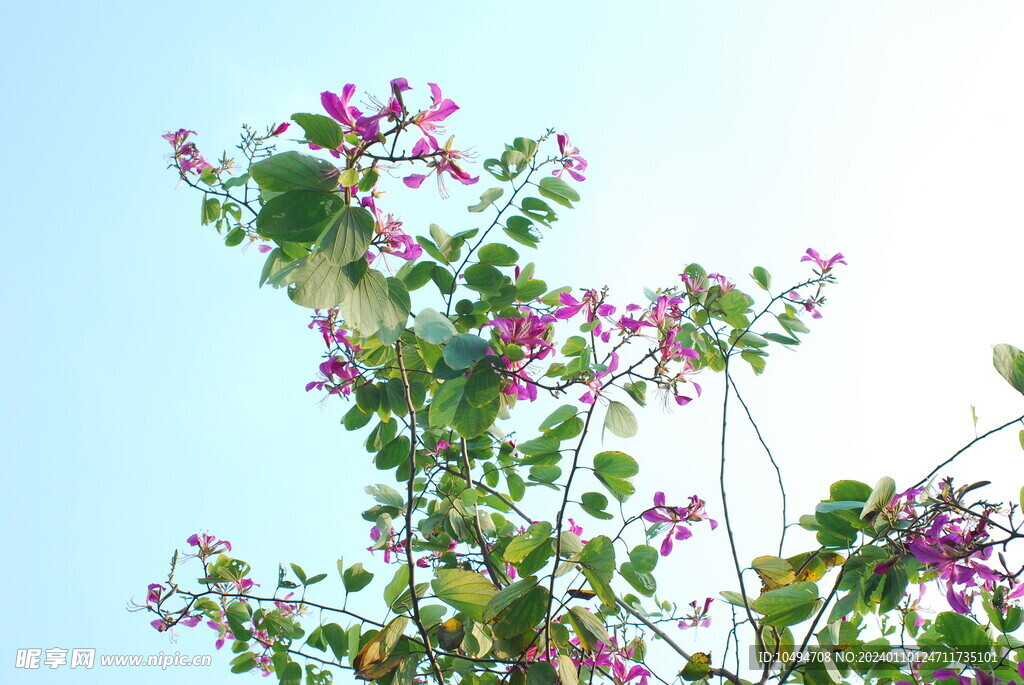 紫荆与蓝天