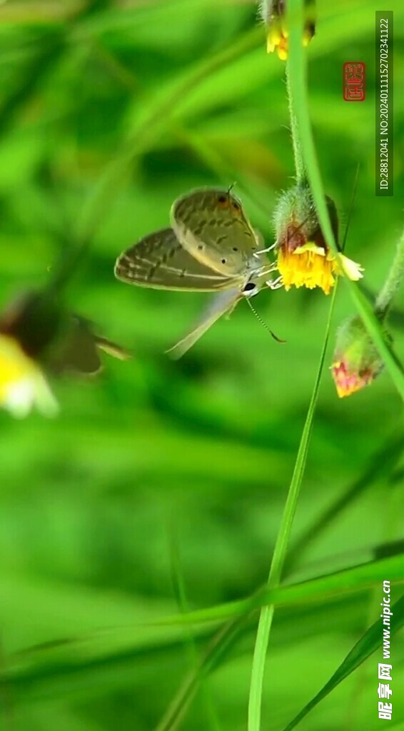 唯美风景高清拍摄竖屏素材