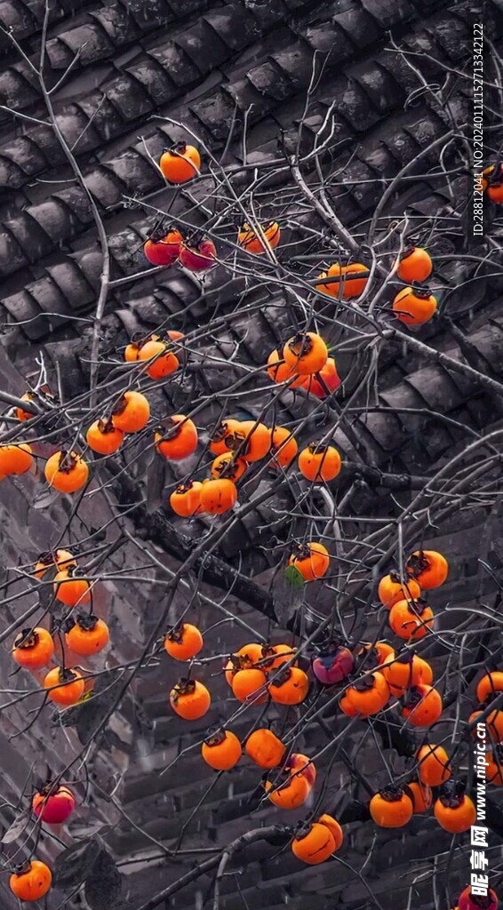 唯美风景高清拍摄竖屏素材