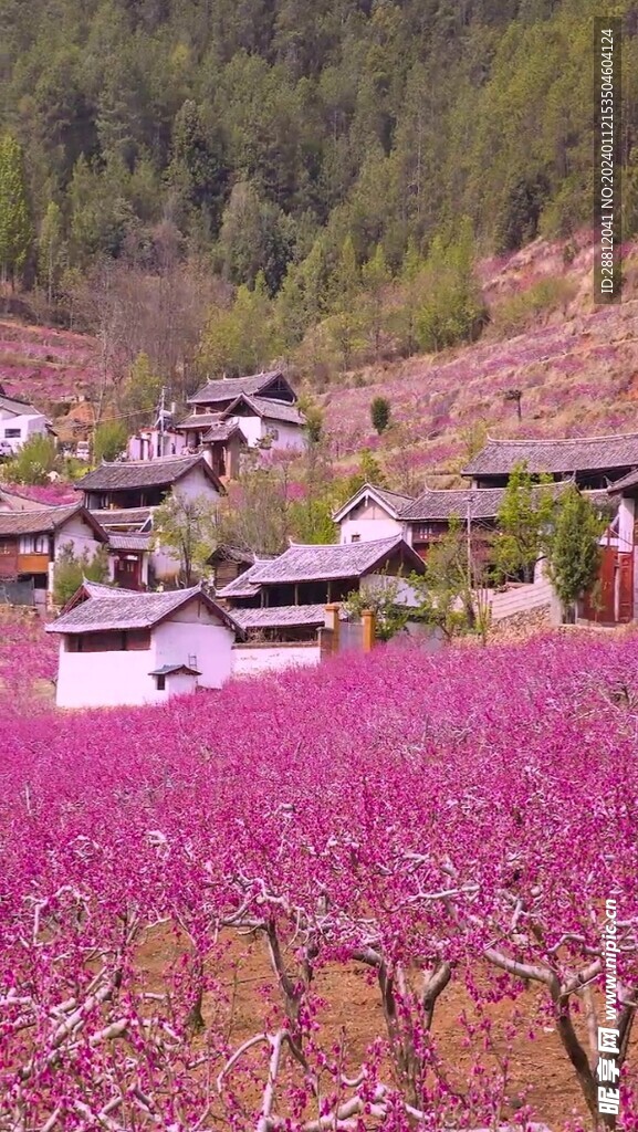 高清唯美风景拍摄竖屏素材