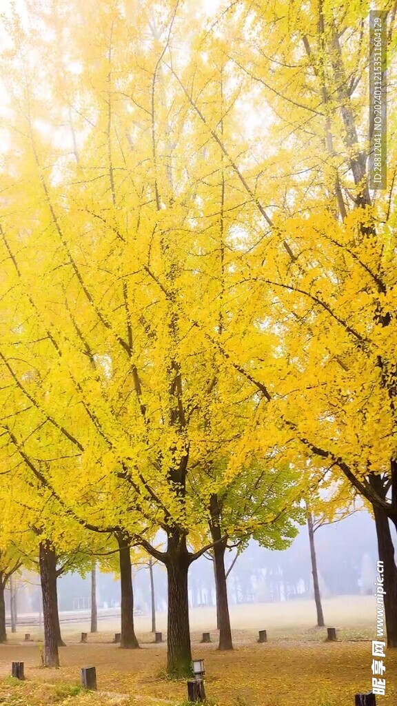 高清唯美风景拍摄竖屏素材