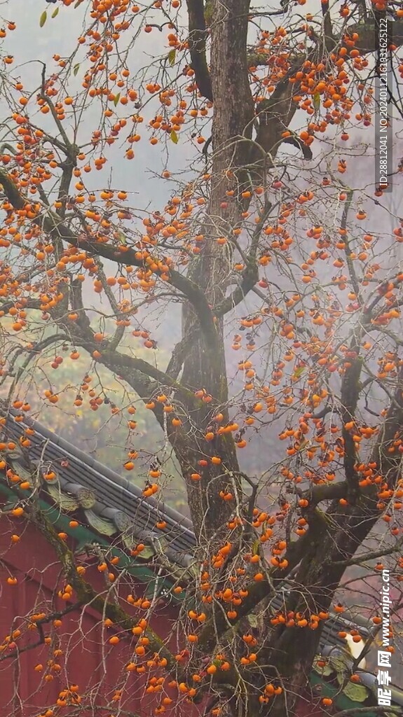 高清唯美风景拍摄竖屏素材