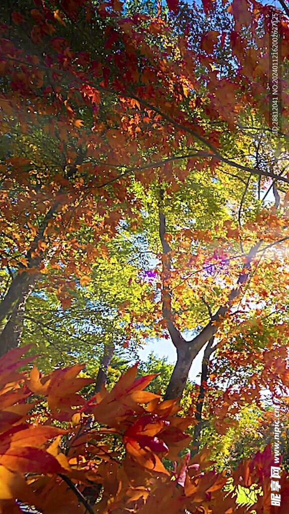 高清唯美风景拍摄竖屏素材