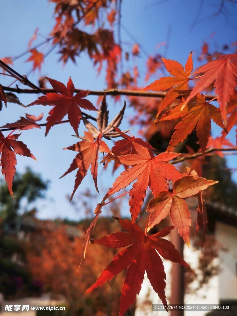 红枫叶