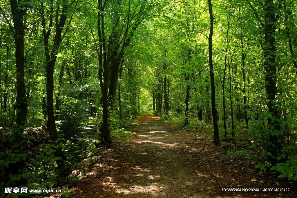 树林风景图片
