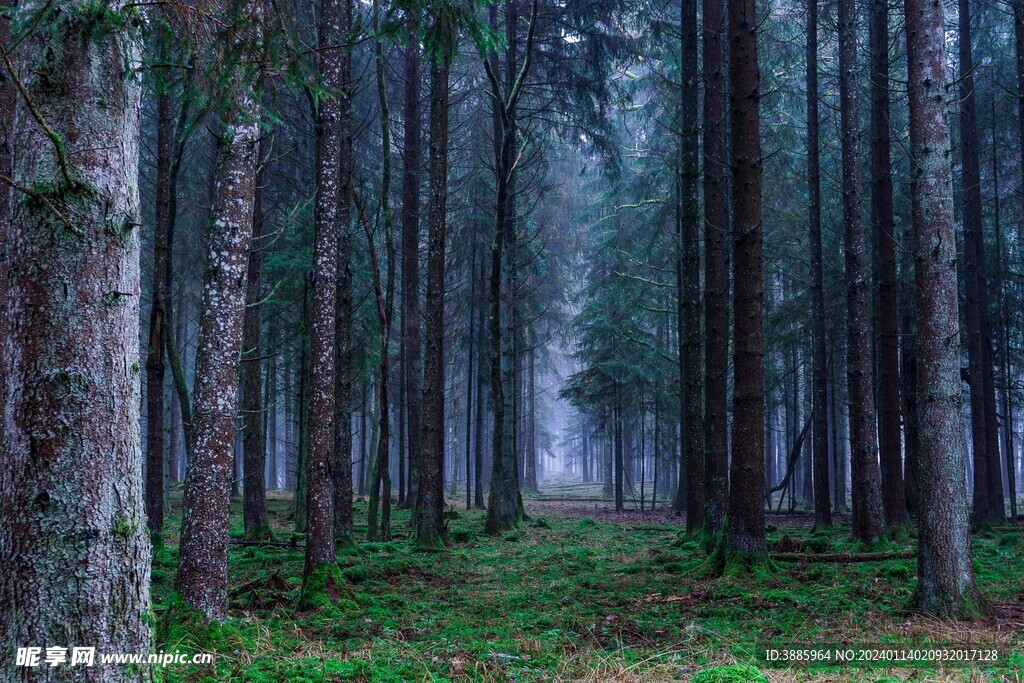 树林风景图片