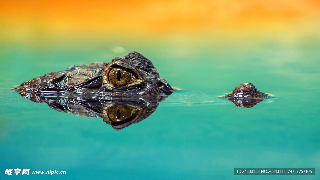 鳄鱼浮出水面