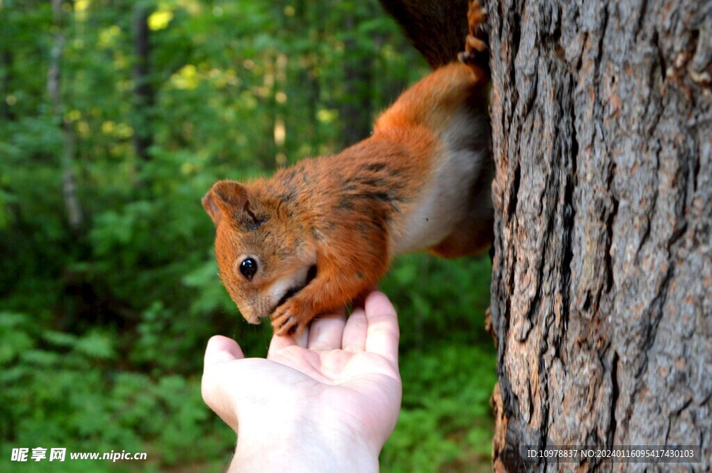 喂食松鼠