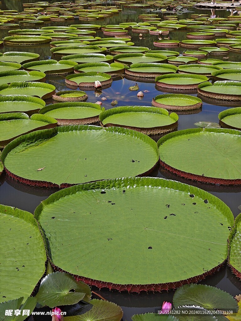 西双版纳的王莲