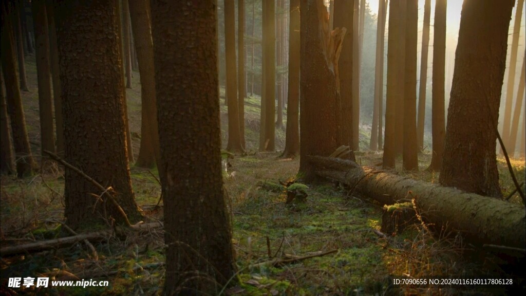 自然森林风景