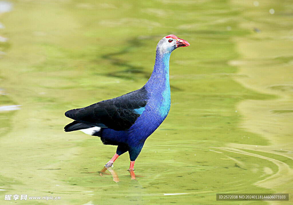 紫水鸡图