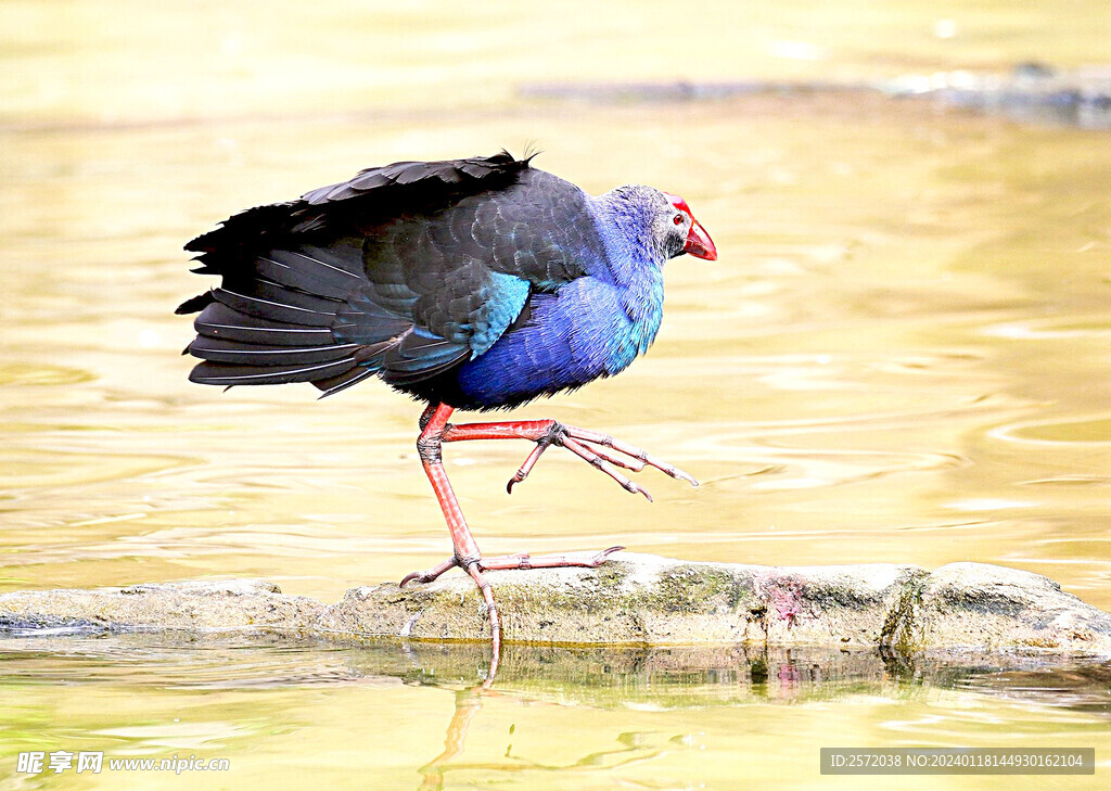 紫水鸡图