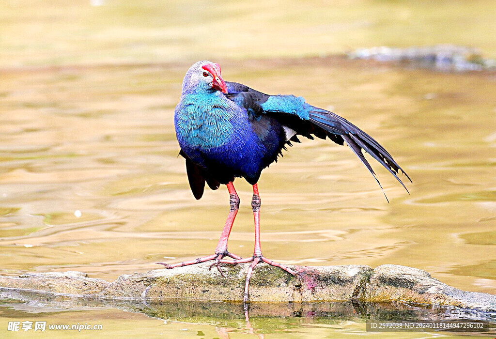 紫水鸡图