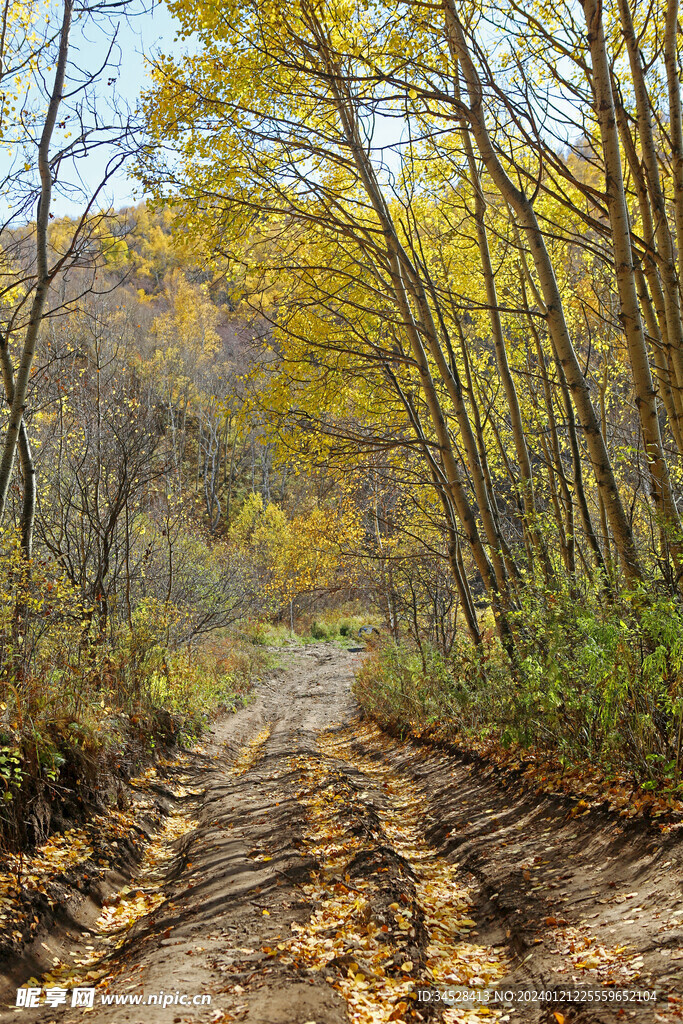 秋天的林中小道