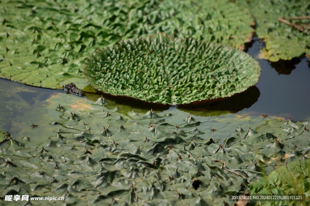芡实叶子