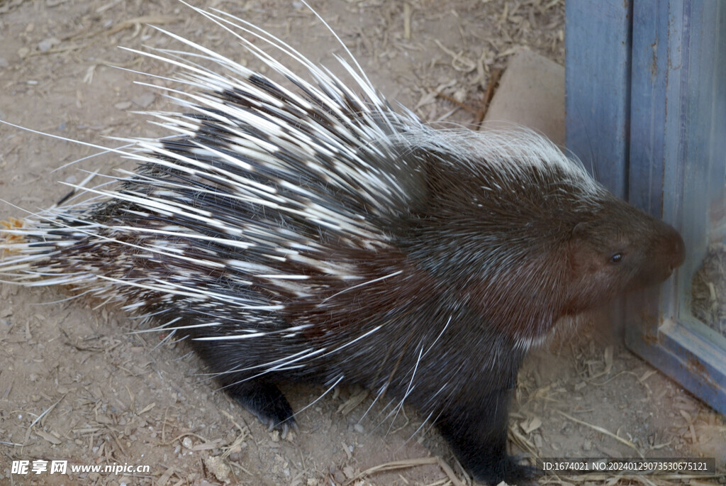 北京动物园的豪猪