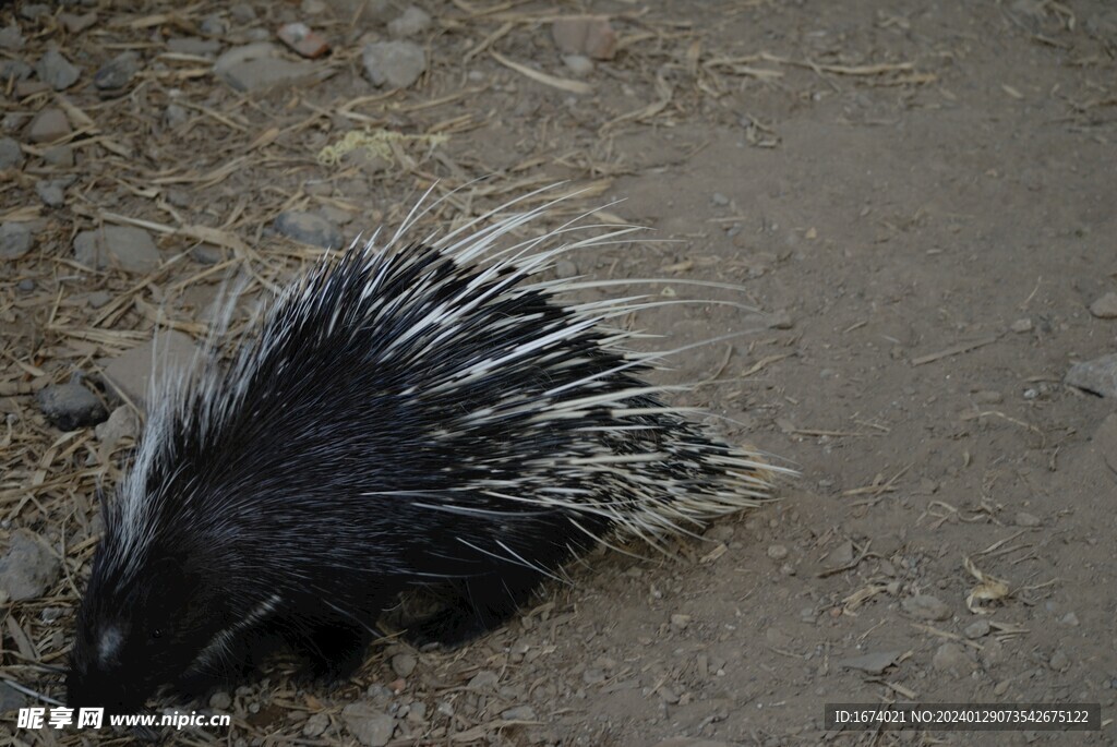北京动物园的豪猪
