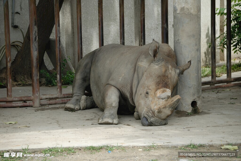 北京动物园的犀牛