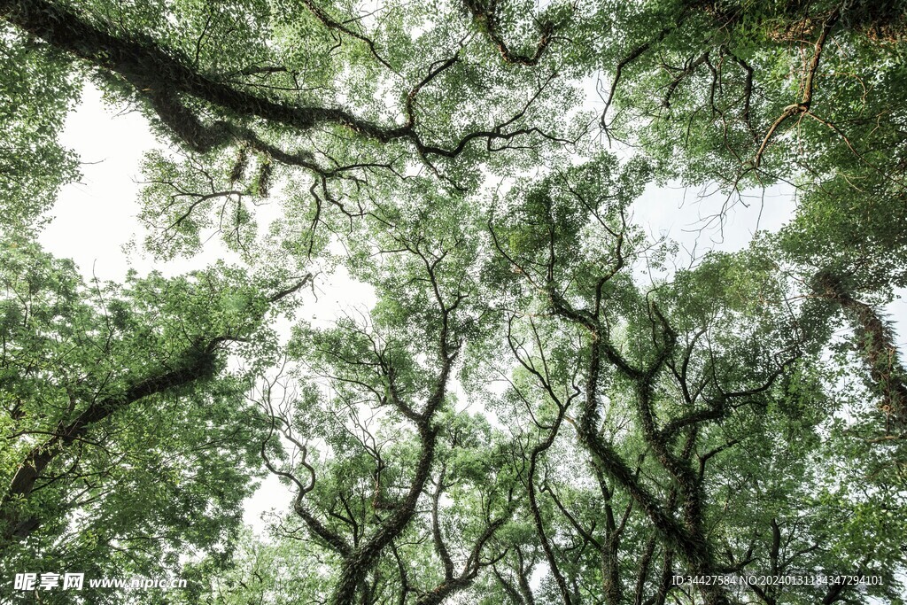 仰拍树荫