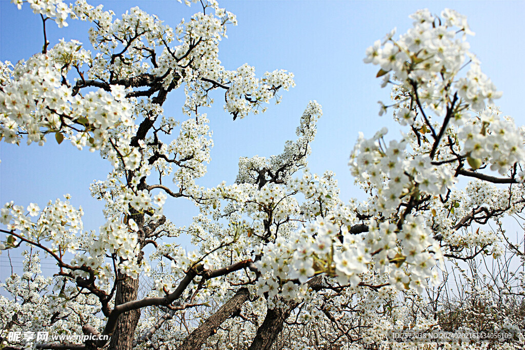梨花盛开