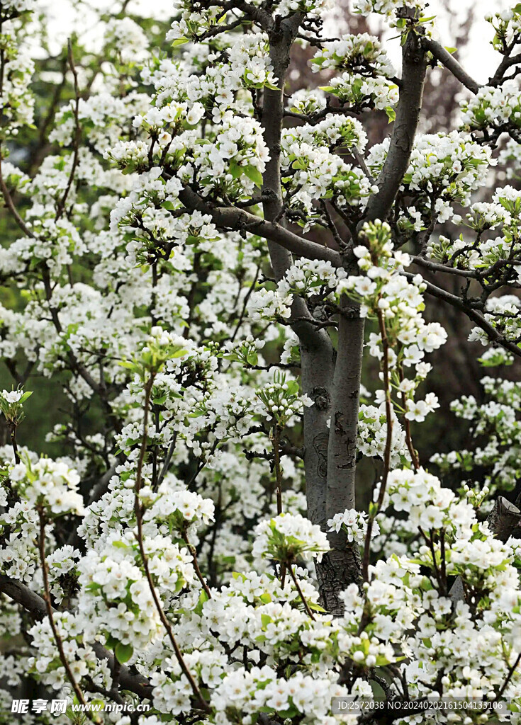 梨花盛开