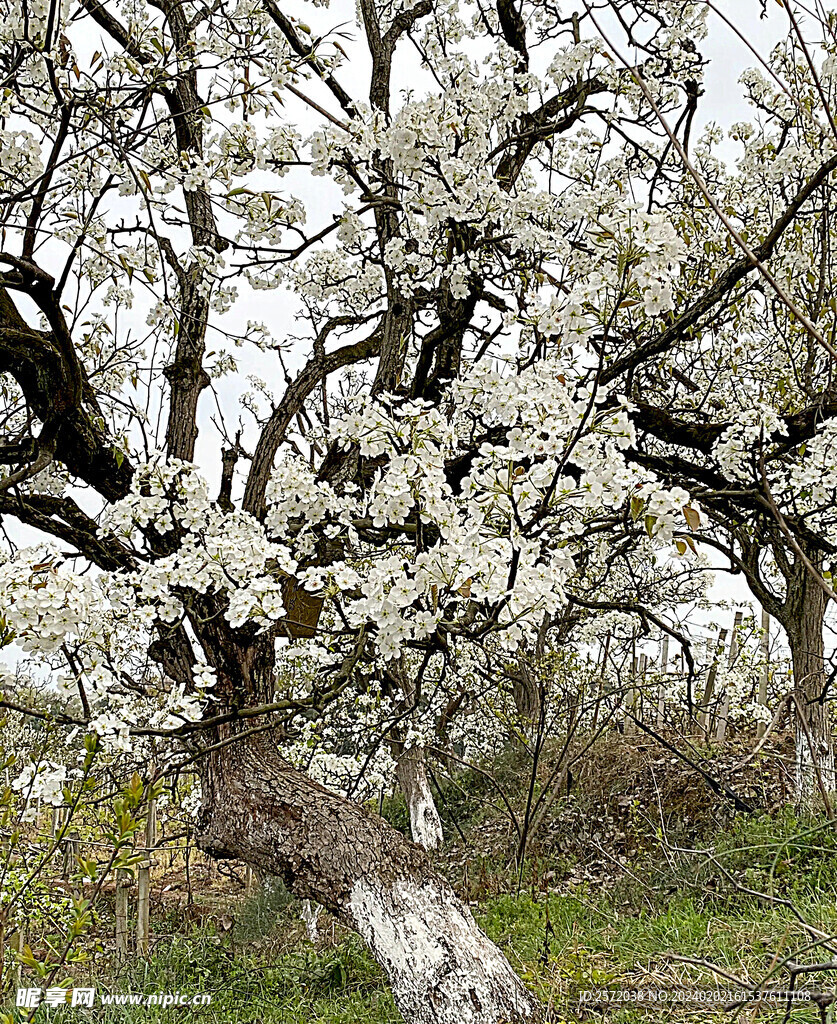 梨花盛开