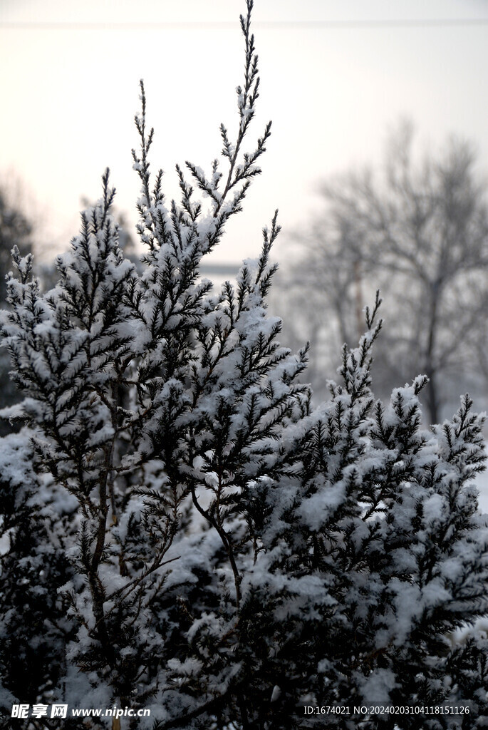 雪中柏树枝