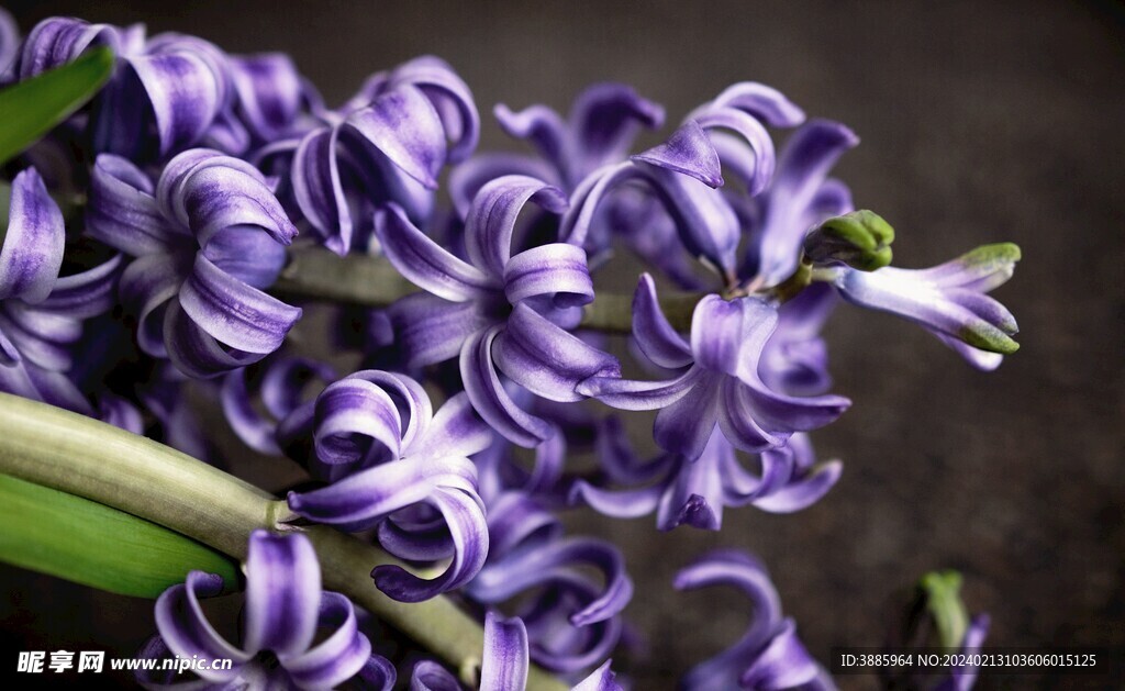 花朵风信子图片