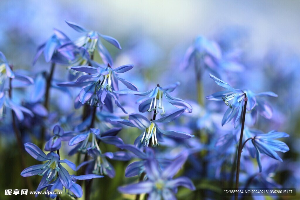 花朵风信子图片