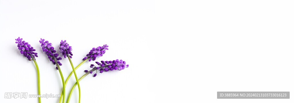  花朵风信子图片