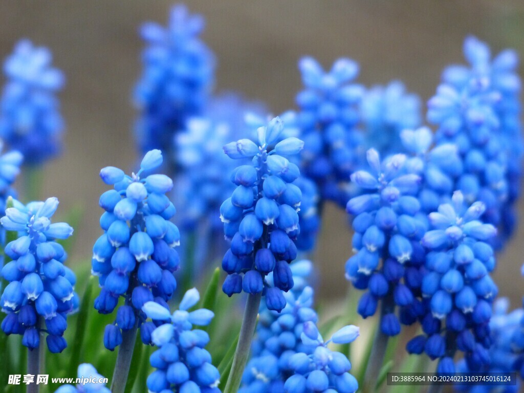 花朵风信子图片