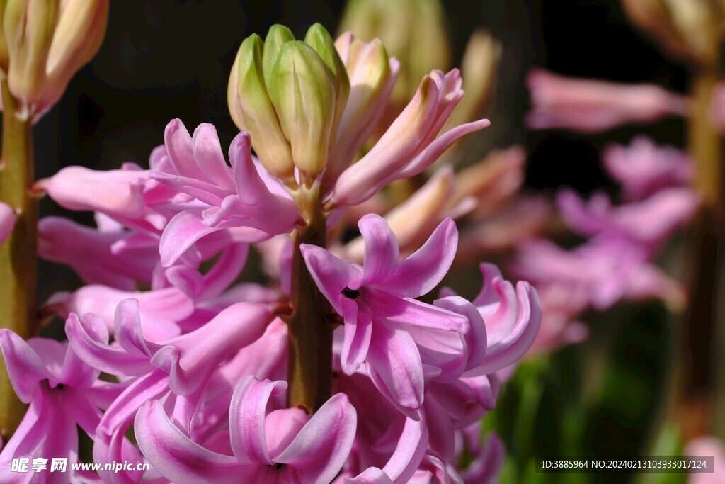 花朵风信子图片