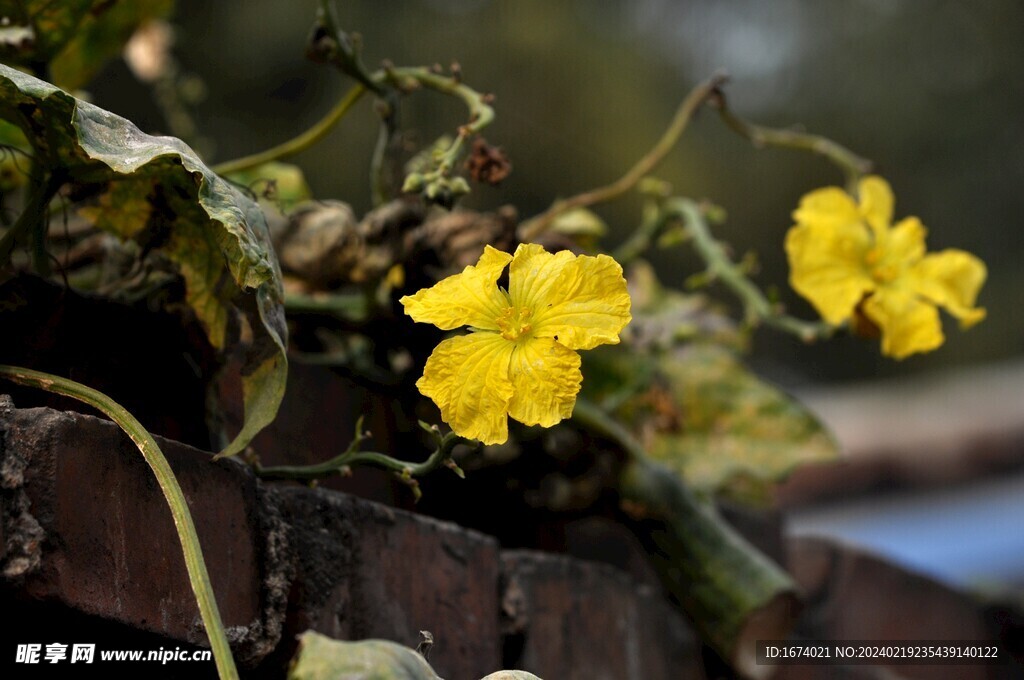 黄瓜花