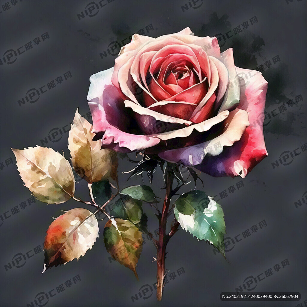 玫瑰 香宾色 水彩风 高清