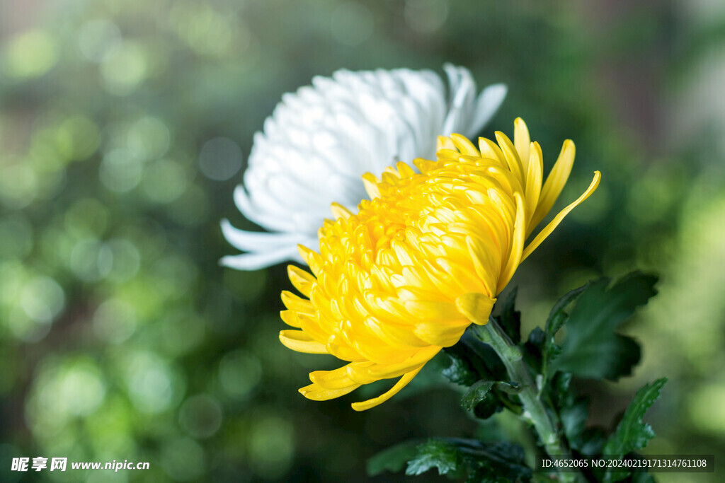 一朵黄花 一朵白花