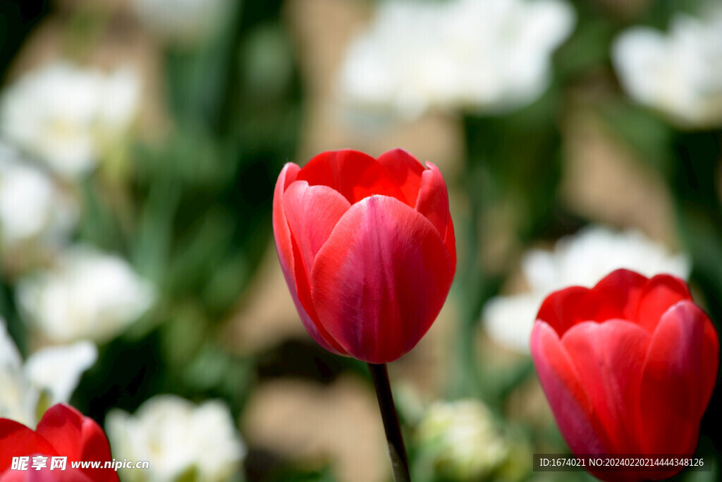 红色郁金香