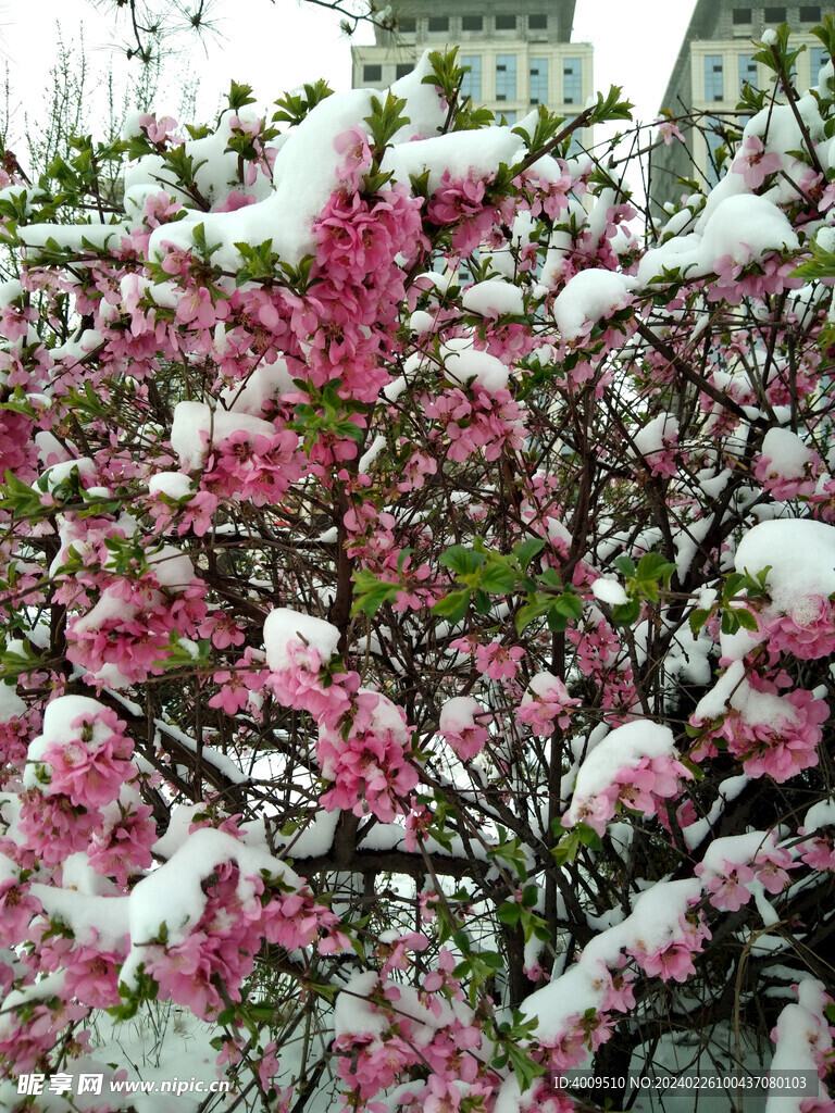 雪中桃花