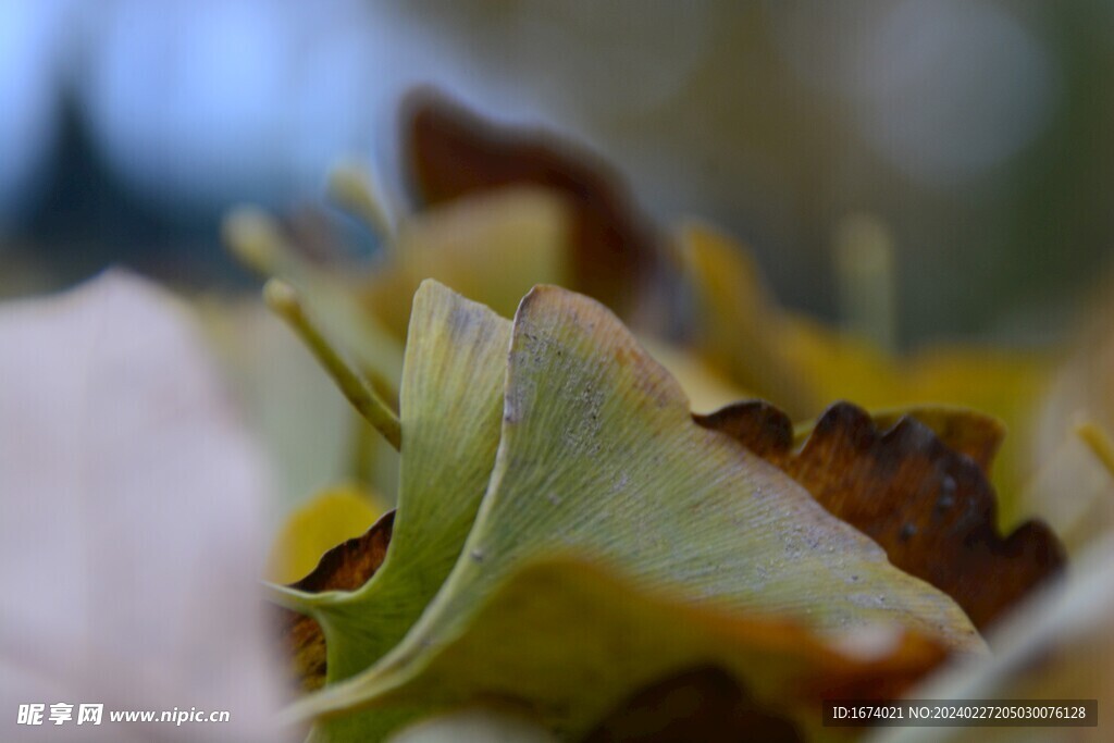 银杏树叶