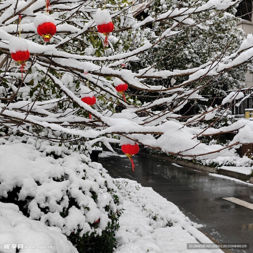 小区里的红灯笼和雪