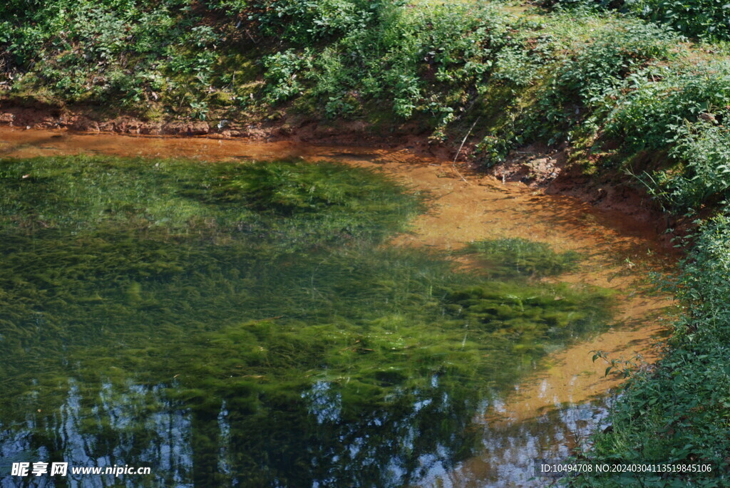 清澈水塘