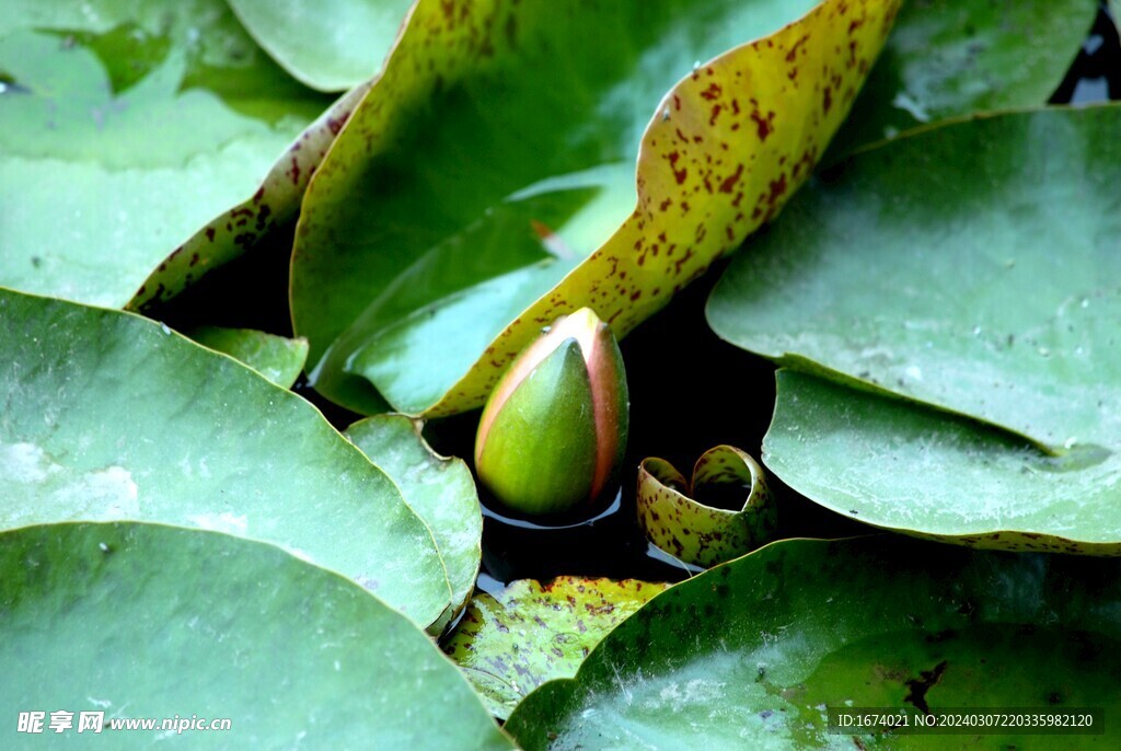 荷花花苞