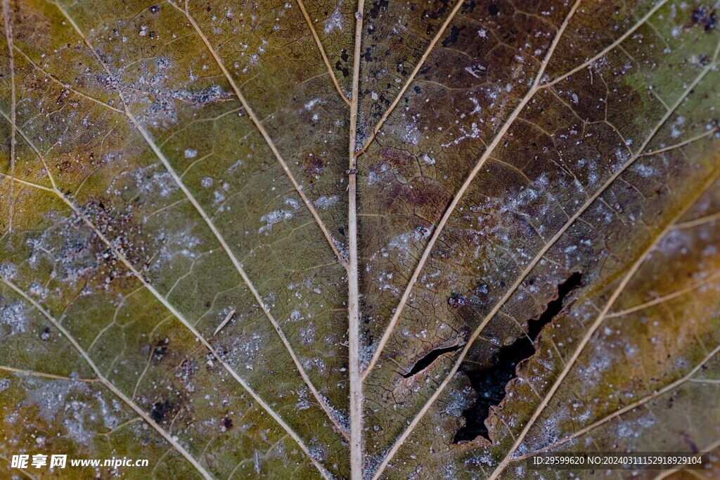 树叶纹理 