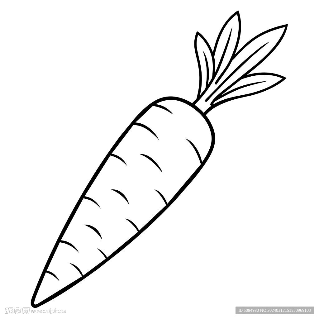  胡萝卜  线稿