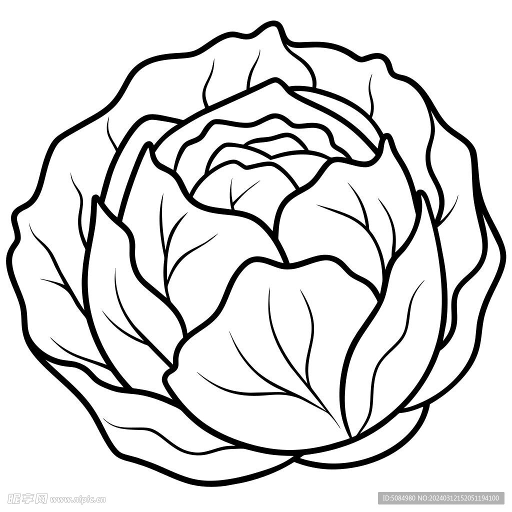  白菜  线稿