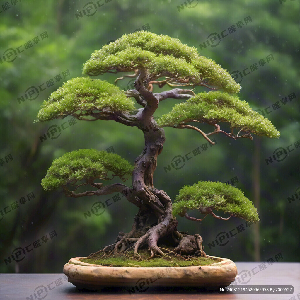 吸水石盆景 榕树盆景