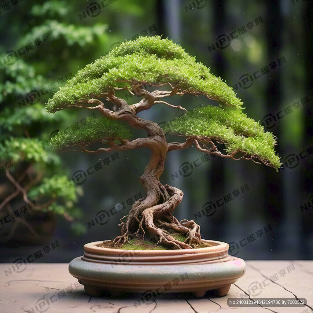 吸水石 盆景 榕树盆景 水