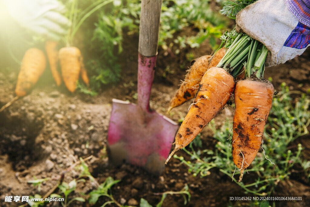 胡萝卜 农业