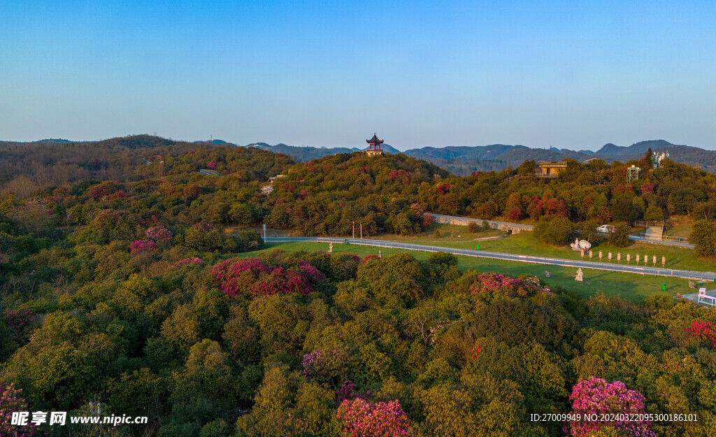 2024百里杜鹃初花期