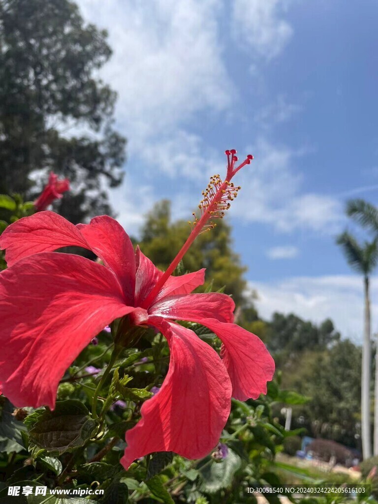 厦门-忠仑公园-旭日扶桑